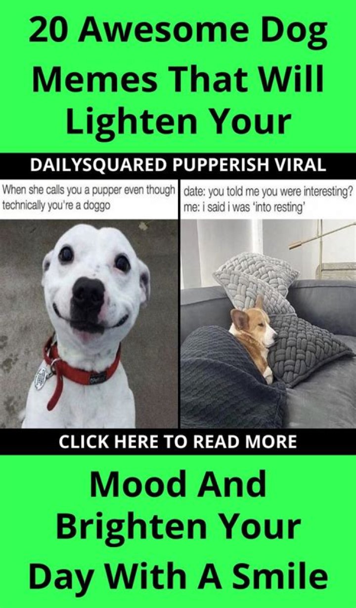 27 Dog Memes For When You Need That Daily Cute Fix Funny dog memes