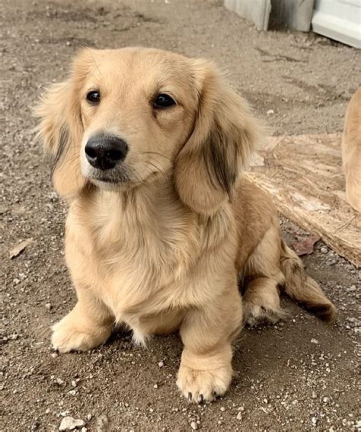 Bokkie, Shaded cream longhair miniature dachshund Daschund puppies