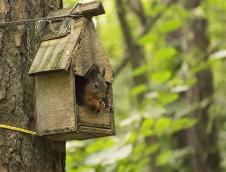 Build a Squirrel House—Without Worrying Your Neighbors Architectural