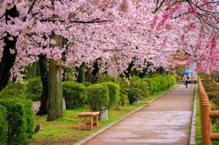 Cherry Blossom
