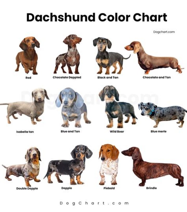 Dapple Dachshund Facts, Patterns, Pictures, FAQs & More