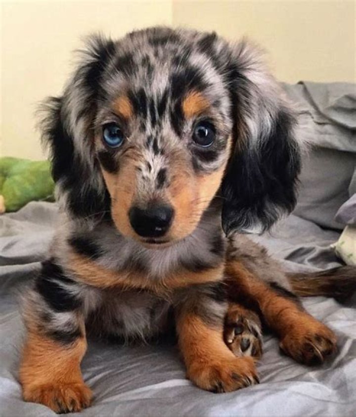Dapple Dachshund Puppy Dapple dachshund, Dapple dachshund puppy