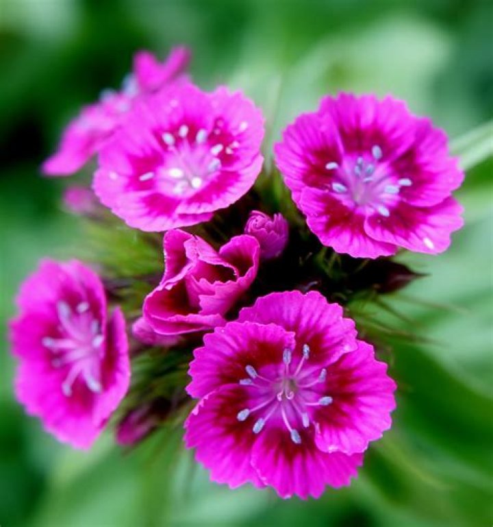 FilePink Sweet William flowers.jpg Wikimedia Commons