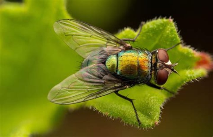 How to Fly Like a Fairy &mdash; Made of Gray