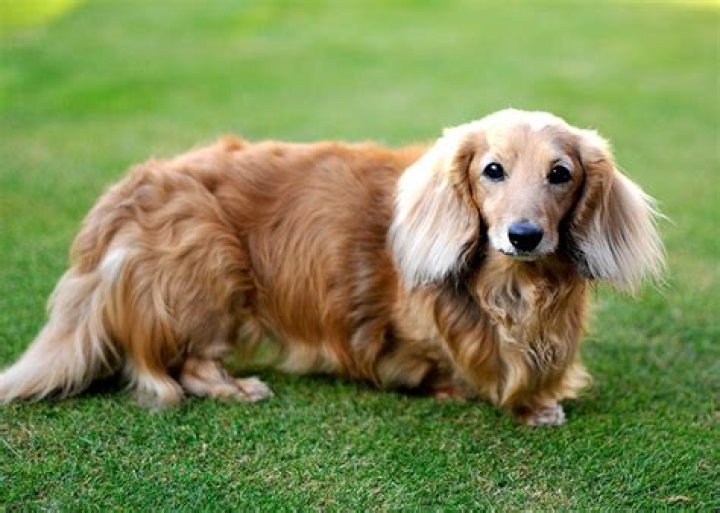 Long haired dachshund. Long Haired Dachshunds Pinterest