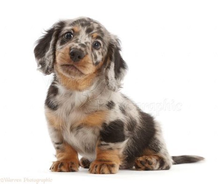 Long haired Dapple Dachshund puppy Langharige teckel, Teckel pups