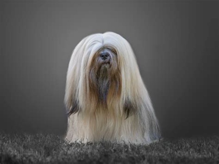 LongHaired Dog Breeds Luxurious Locks From Briard to Shih Tzu