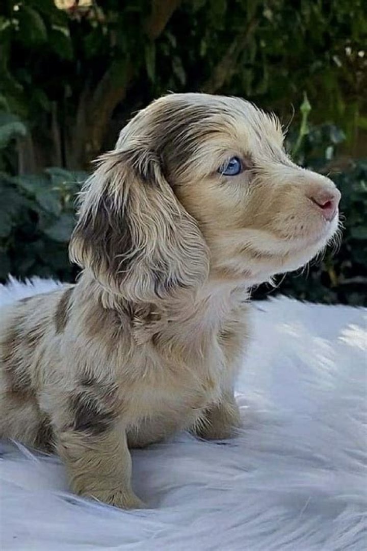 Love the blue merle Dachshund Loyal dog breeds, Puppies, Dapple dachshund