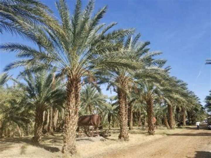 Olive palm tree closeup stock image. Image of resort 94636101