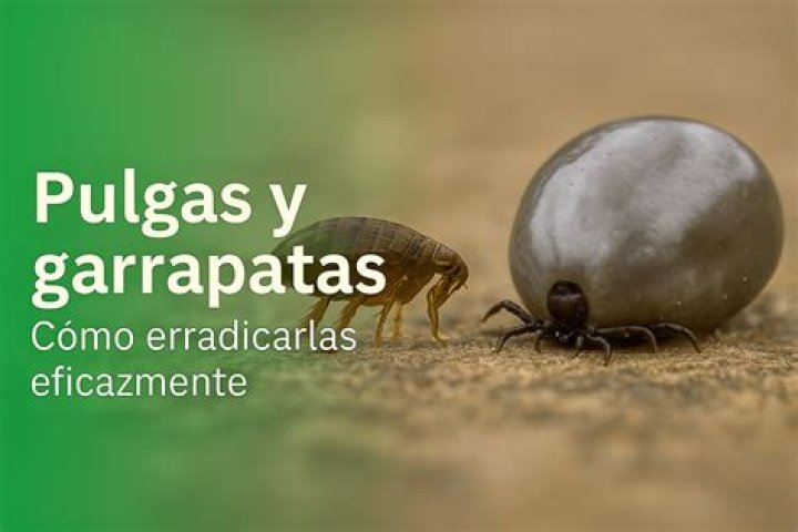 Pulgas Atack Sa&uacute;de Ambiental