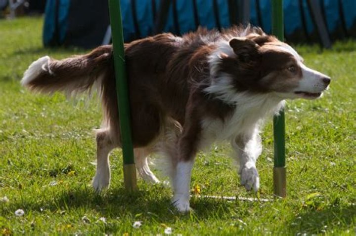 rave DB Dog Training