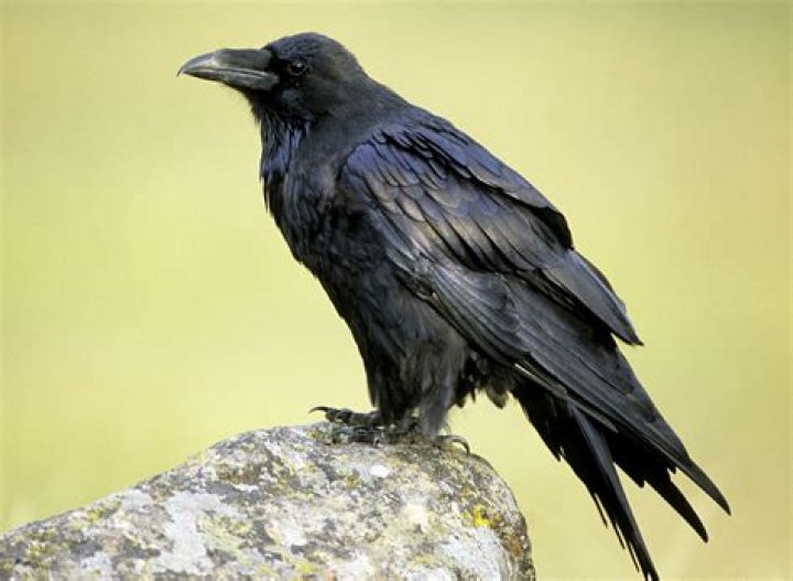Raven campestre.al.gov.br