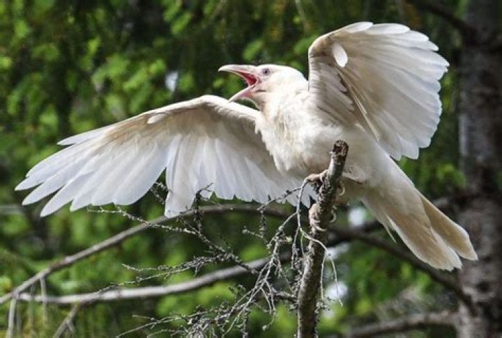White Raven Céline